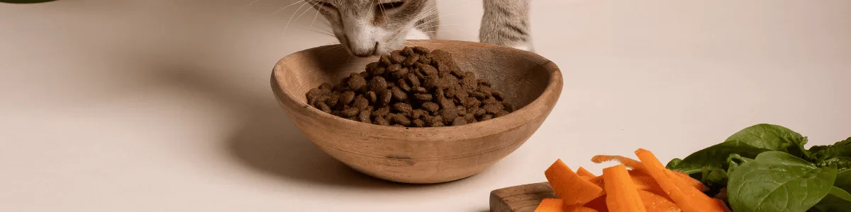 Gato saudável e bem cuidado desfrutando de uma ração composta com ingredientes naturais, como carne fresca e vegetais, destacando os benefícios da alimentação natural para gatos.