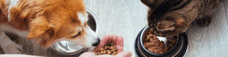 Alimentação Saudável para Pets: O Segredo