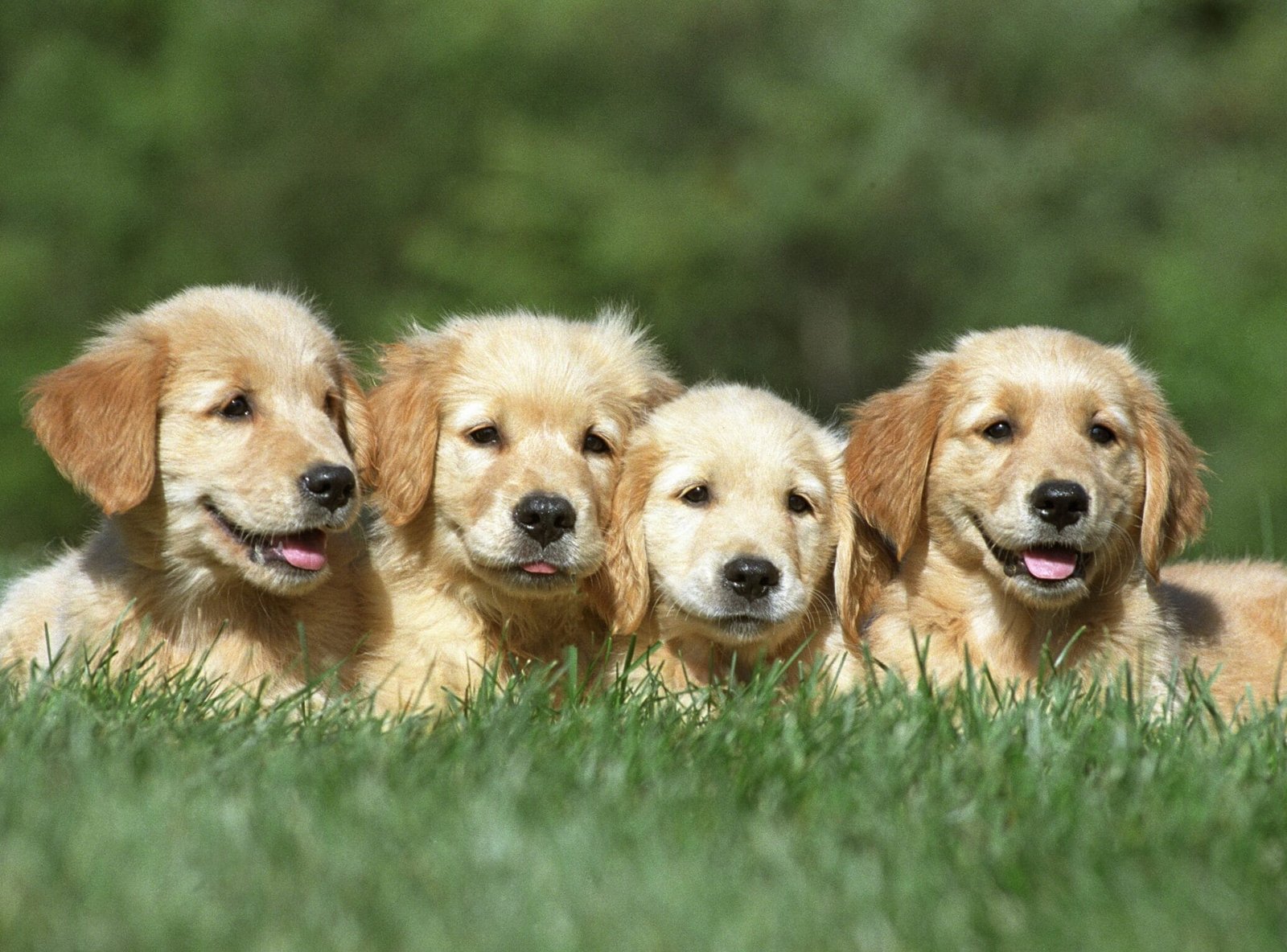 Cuidados com filhotes: imagem representativa com 4 filhotes de labrador retriever deitado na relva