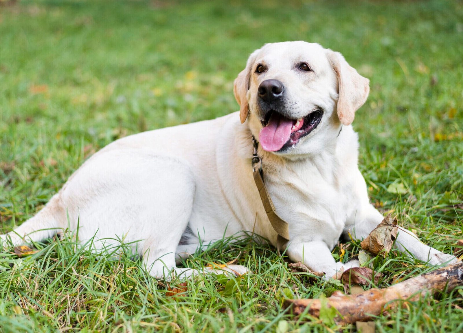 Cuidados com Cães Adultos: imagem representativa de um cão adulto labrador retriever deitado na relva