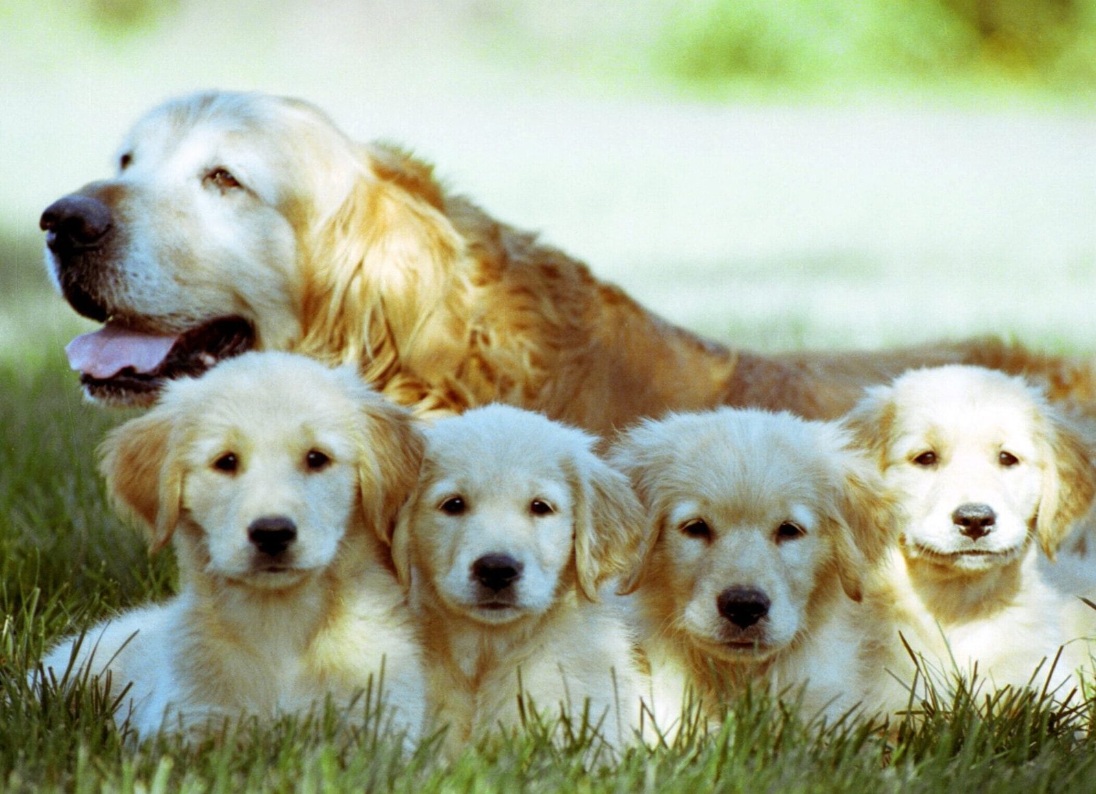Cuidados com Cães Gestantes