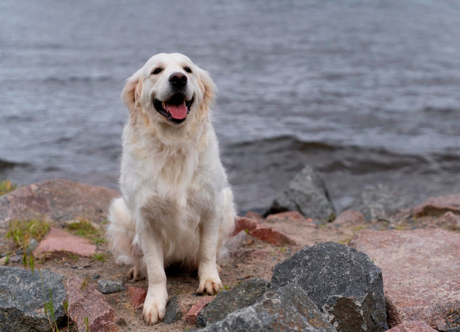 Cuidados com Cães Idosos: imagem representativa de um cão senior labrador retriever junto ao mar
