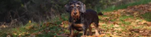 Cães idosos_cuidados especiais