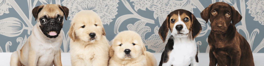 Como Escolher um Cão Ideal