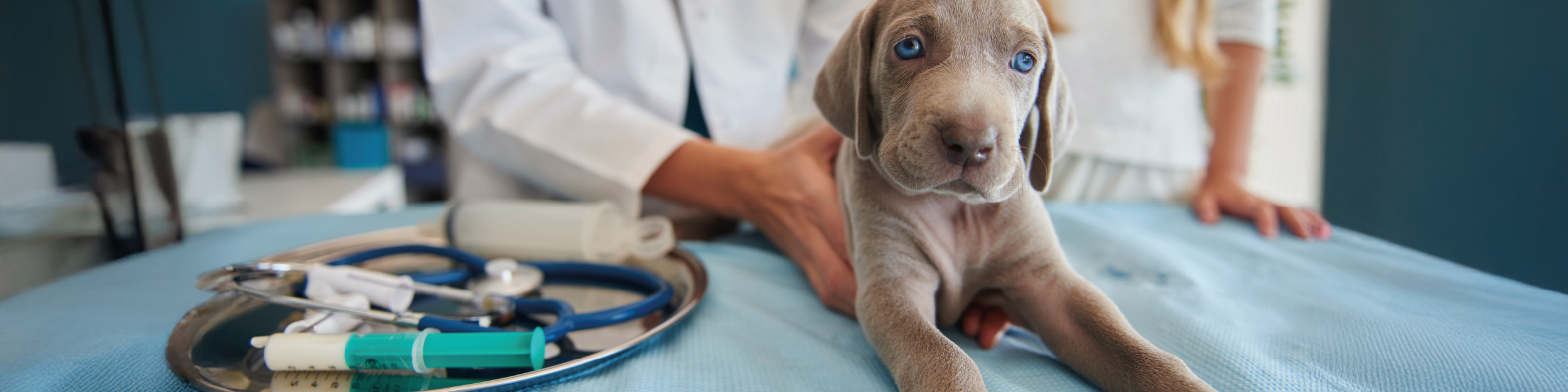 blog: Como a alimentação natural pode ajudar na recuperação pós-cirúrgica de pets