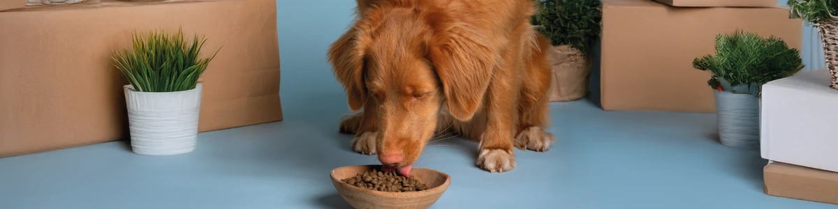 A Melhor Ração para Cão