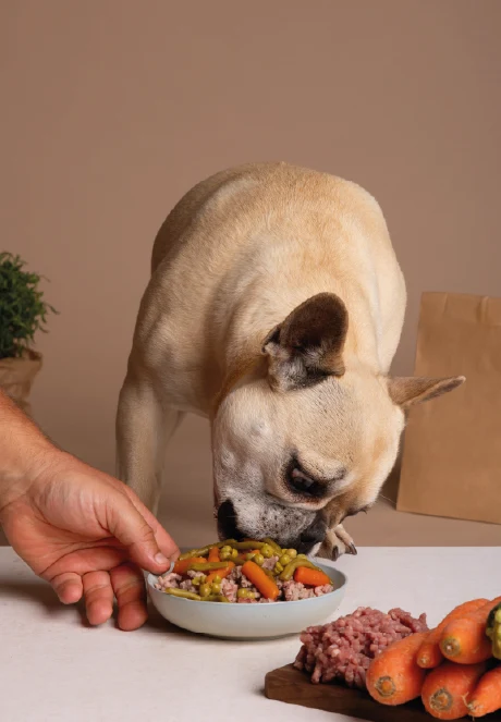 Nutrientes da Melhor Ração para Cão
