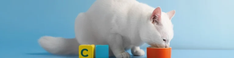 A Melhor Ração para Gato: Como Escolher a Opção Ideal