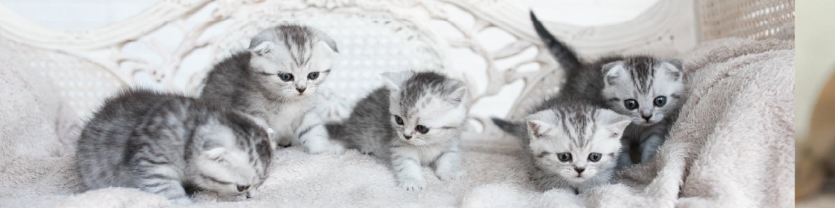 capa ninhada abandonada - Encontrei uma ninhada abandonada. E agora?