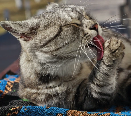 necessidades nutricionais gato senior