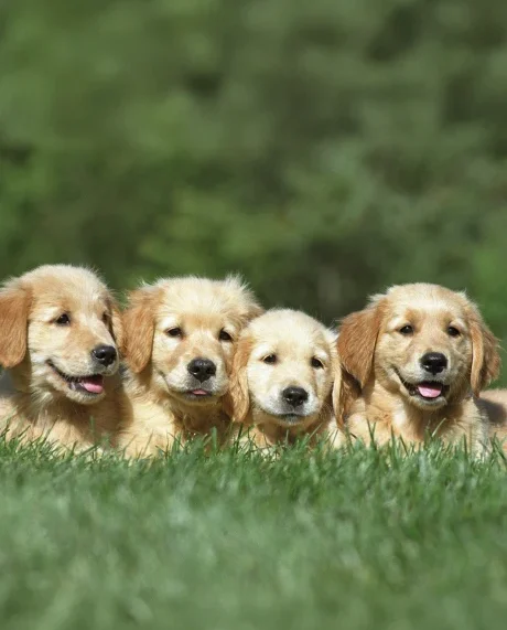necessidades nutricionais Cachorros
