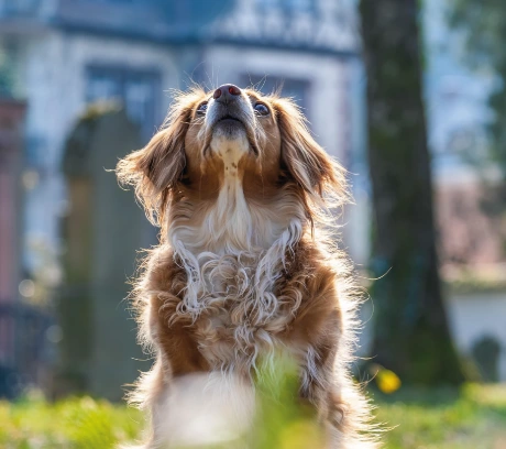 necessidades nutricionais Cão