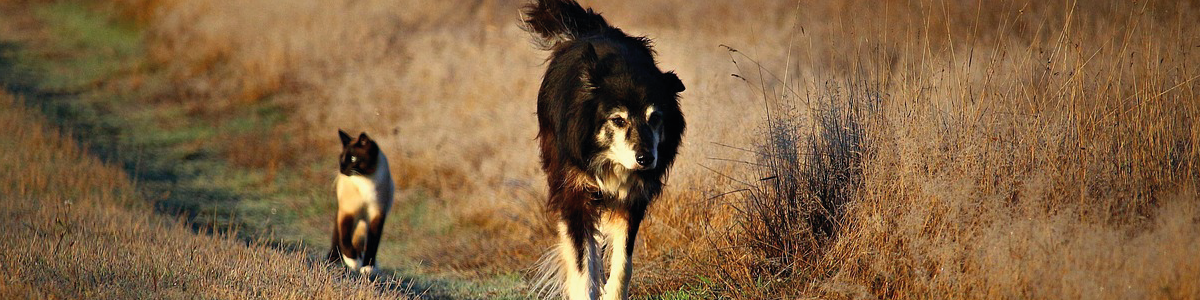 cão e gato a caminhar num campo com ervas secas durante um dia soalheiro. imagem representativa para artigo cuidados a ter com pets no verão.
