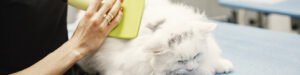 blog: perda de pelo nos gatos