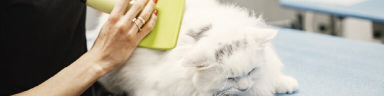 Perda de Pelo nos Gatos
