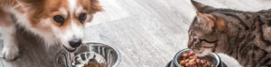 Como Fortalecer o Sistema Imunitário do Seu Cão ou Gato