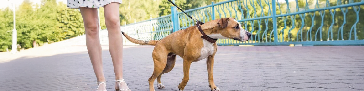 blog: Dicas para ensinar o teu cão a passear sem puxar a trela