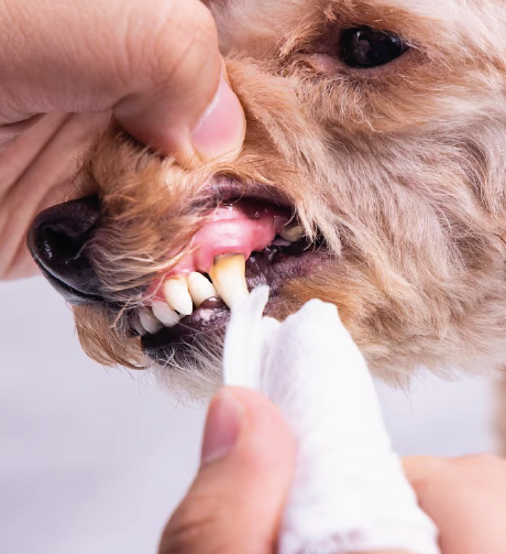 cão escovar dentes