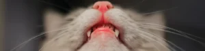 cuidados dentição patudos