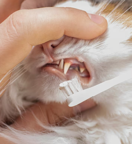 gato escovar dentes