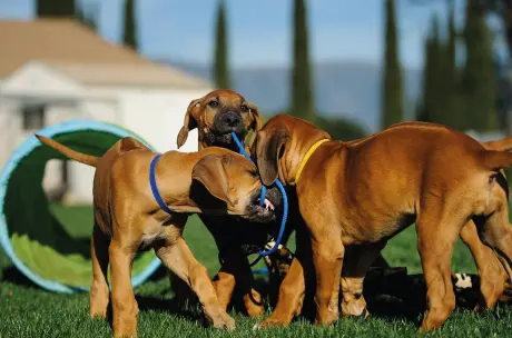Comparar cães entre si
