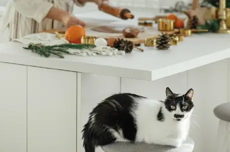 Integra o patudo em pequenas tarefas do dia a dia - Rotina diária: como equilibrar o tempo entre trabalho e o seu animal