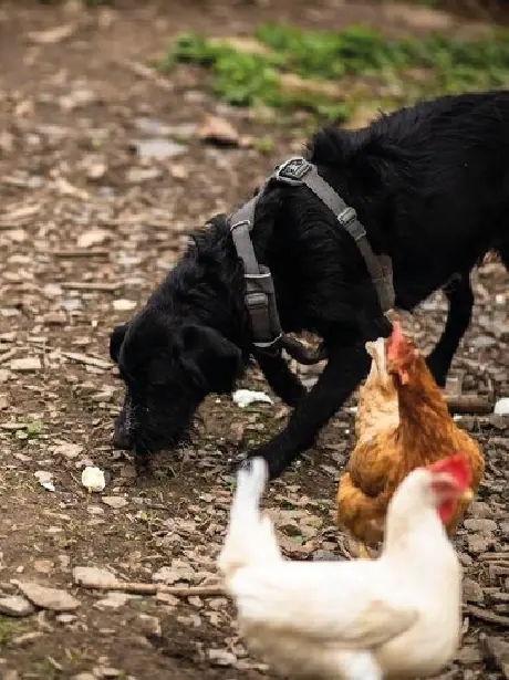 Os cães comem fezes de outras espécies? Porquê?