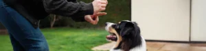 blog: Os erros mais comuns no treino de cães e como evitá-los