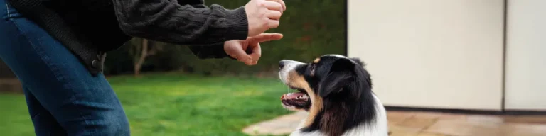 Os erros mais comuns no treino de cães e como evitá-los