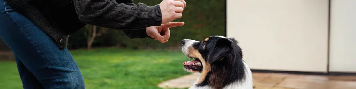 blog: Os erros mais comuns no treino de cães e como evitá-los