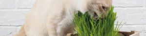 Porque o meu cão e o meu gato comem ervas e folhas de plantas?