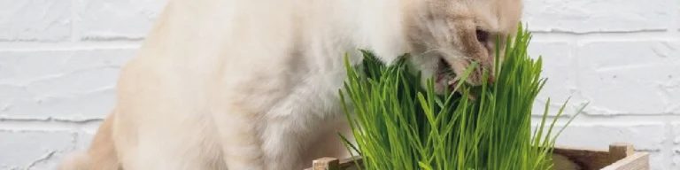 Porque o meu cão e o meu gato comem ervas e folhas de plantas?