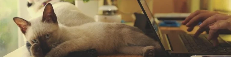 Rotina diária: como equilibrar o tempo entre trabalho e o seu animal