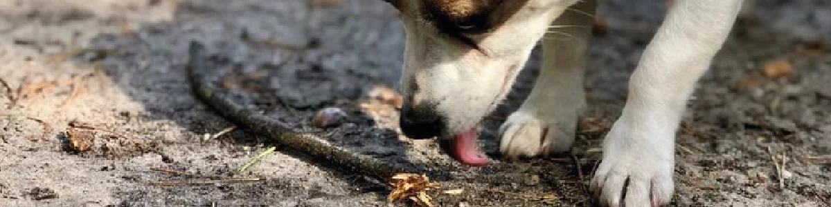 Porque o meu cão come fezes? Entende as verdadeiras razões por trás deste comportamento