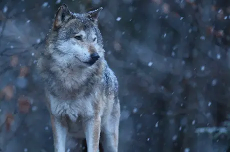 os lobos tambem comiam fezes - Porque o meu cão come fezes?