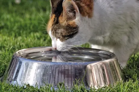 A importancia da hidratacao - Alimentação natural para pets com problemas renais