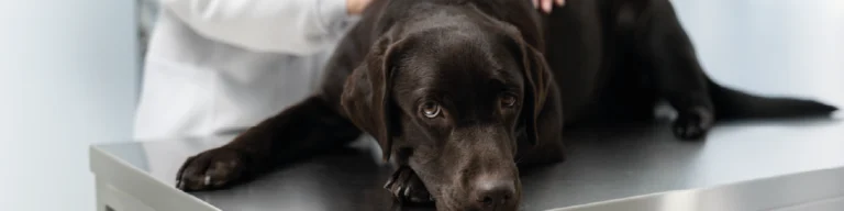 Alimentação natural para pets com problemas renais