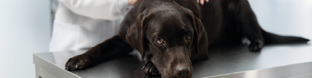 Alimentação natural para pets com problemas renais