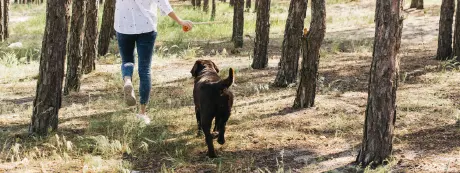 Como podes celebrar o Dia Mundial do Animal