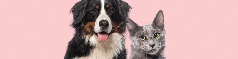 Dicas de alimentação natural para cães e gatos idosos