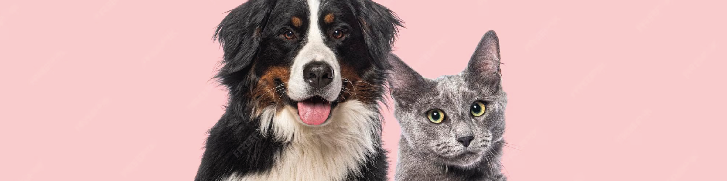 Alimentação Natural para Cães e Gatos Idosos: Dicas para uma Longevidade Saudável