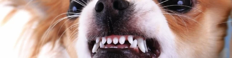 Alimentação natural e saúde dental em cães e gatos