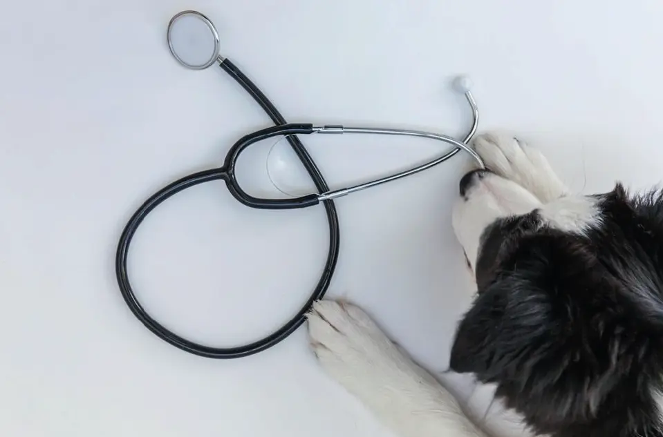 Fatores que podem alterar o calendario - Vacinação canina em Portugal: muito mais do que um calendário