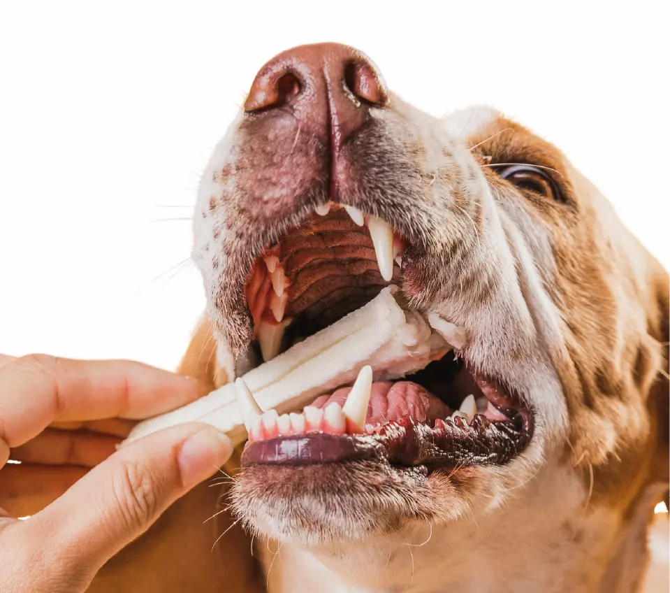 Mastigação funcional e desenvolvimento muscular