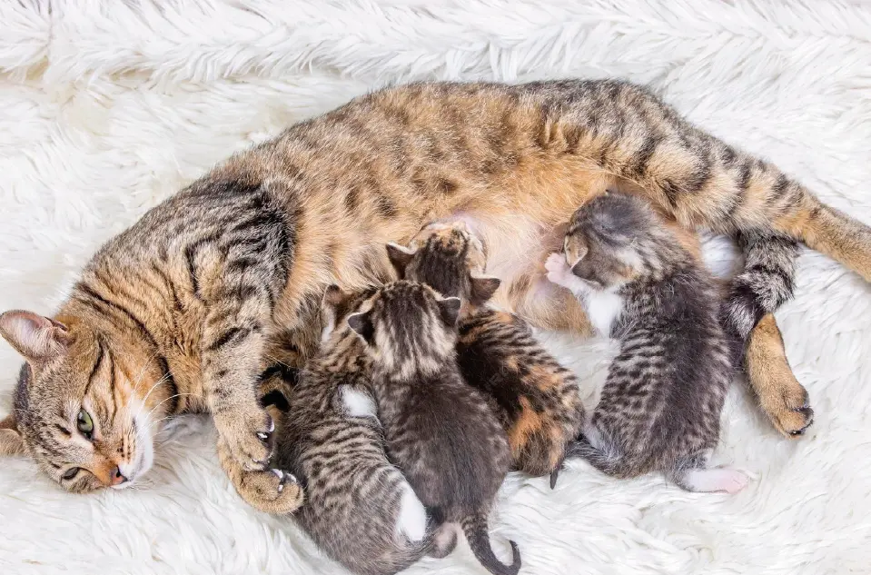 O ronronar não nasceu por ternura. Nasceu por necessidade