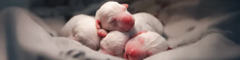 Parto de cadelas pequenas: guia completo para tutores