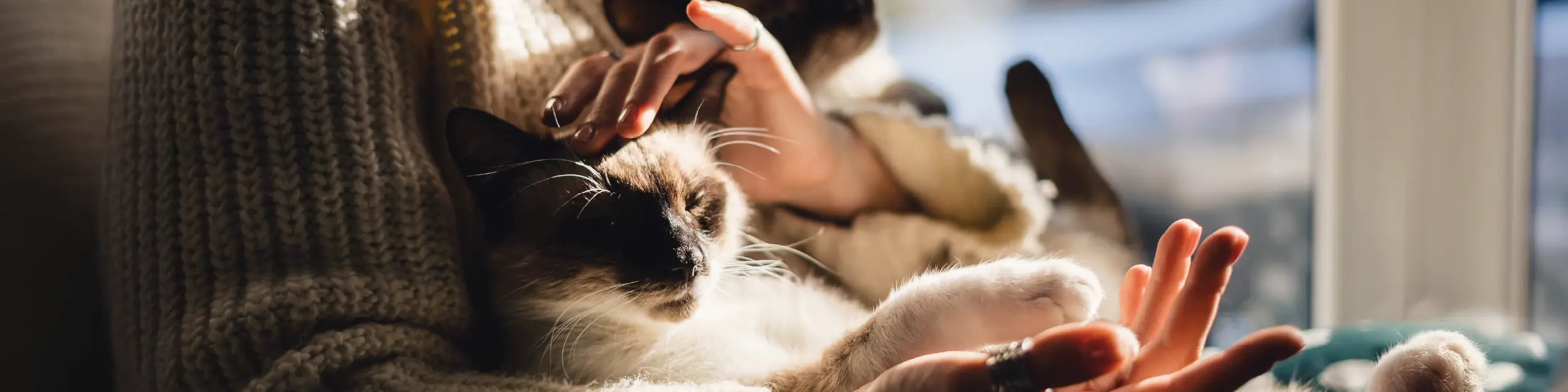 Por que os gatos ronronam?