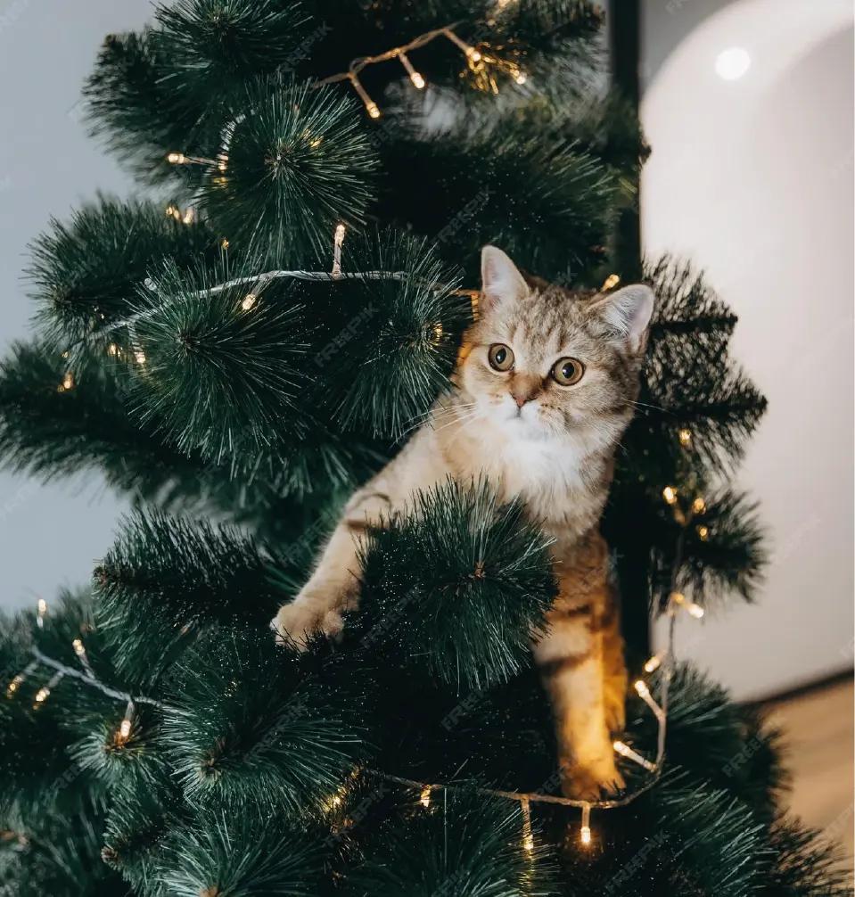 Segurança em primeiro lugar: árvores, luzes e decorações