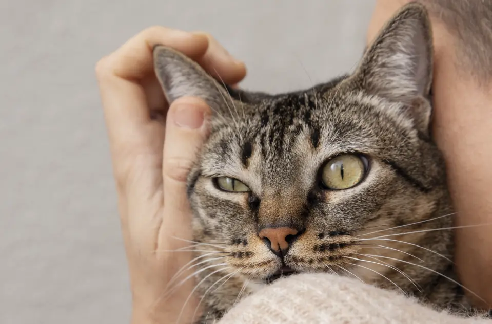 Um ronronar especial só para humanos