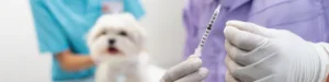 Vacinação canina em Portugal: muito mais do que um calendário